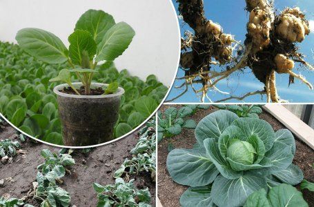 Желтеют и сохнут листья у капусты: 7 причин почему и что делать